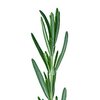 Rosmarin bio